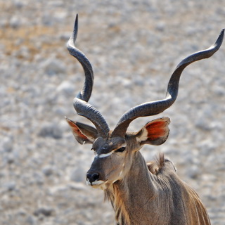 Etosha - Olifantsbad - Male kudu